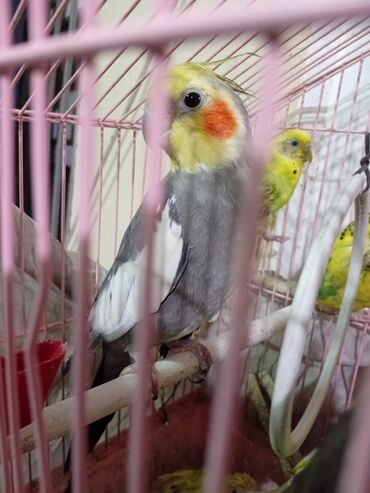 lalafo az quslar: Karla tecli satlir tukancun almsdim baxa bilmirem cutu 40mdi riyal
