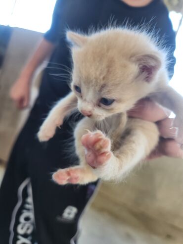 Pişiklər: Dişi, Erkək, Yaxşı əllərə, Ünvandan götürmə, Pulsuz çatdırılma — 6