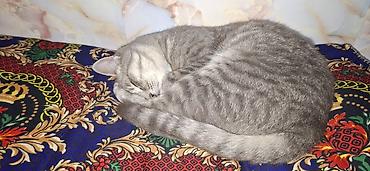 отдам кошку: Кошка даром: Беспородная, Мальчик — 3