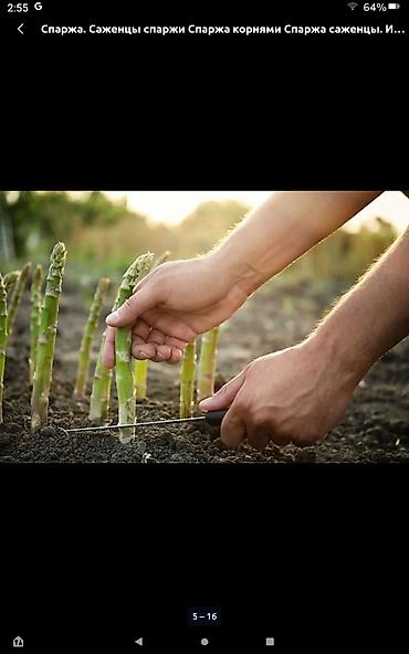 селка зерновая: Спарж (asparagus) - Разновидность: зелёная спаржа (асколончики с — 1