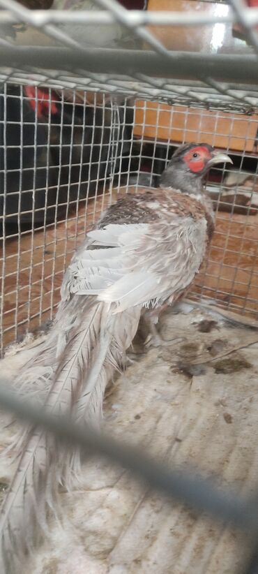 страус птица: Продаются два самца румынский и пепельный за двоих 5000 тыс и самка