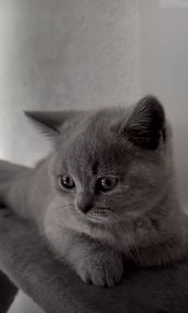 черный британский кот: Продаю породистого ласкового котенка (мальчик) Обучен кошачьему