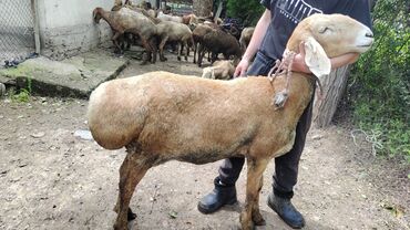 продажа баранов в бишкеке: Продаю | Овца (самка) | Арашан | Для разведения | Котные
