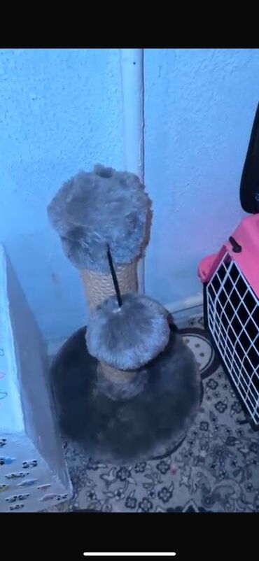 Pişiklər: Şotland yastı qulaq, Erkək, Yaxşı əllərə — 7