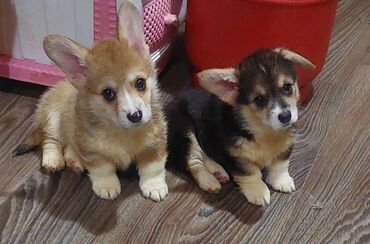 İtlər: Korgi, 2 ay, Erkek, Sənədli, Pulsuz çatdırılma — 13