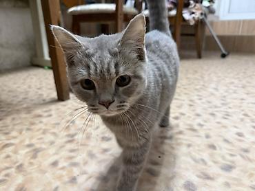 british shorthair: Британская короткошёрстная, 5 месяцев, Мальчик, Серый, Приучена к лотку — 1