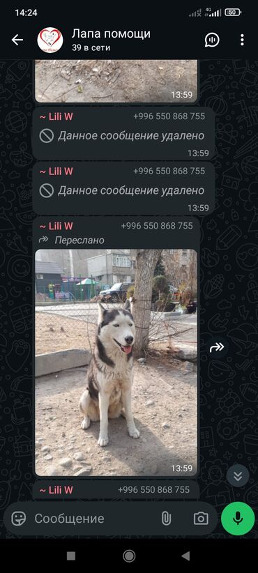 Отдам даром собаку: Срочно нужен хороший любящий хозяин — 8