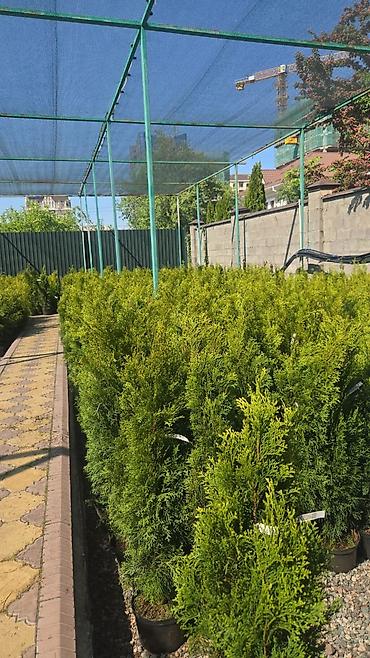 дерево туя: Туи в контейнерах (садовые хвойные для живой изгороди и одиночных — 3
