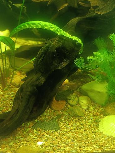 Аквариумы: Продаю аквариум 400 литров со всем содержимым ( фильтр грунт декорации — 9