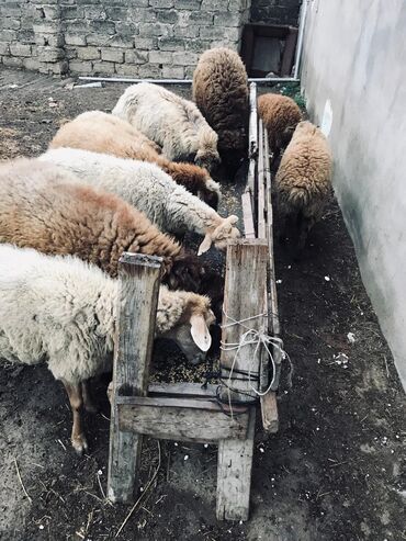 cins ineklerin satisi 2019: Самец, лет: 1, 70 кг, Для мяса, Самовывоз