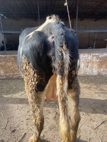 Коровы, быки: Продаю | Корова (самка) | Голштин | Для молока | Стельные — 4