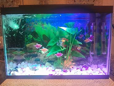 akvarium lampa: Akvarium dəsti – tam yığılmış və işlək akvasistem - Şüşə akvarium — 4