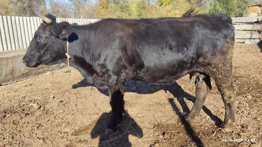 Коровы, быки: Продаю | Корова (самка) | Для разведения, Для молока | Стельные