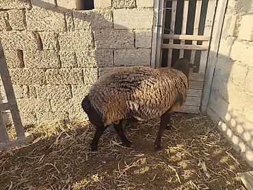Mal-qara: Qala qoçu satılır super qoyun sürməyi var damazliga yararlidir — 6