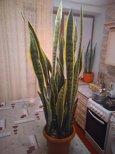 ev gulleri sekilleri: Sansevieria (Qayın dili) – iri ölçülü, dekorativ yarpaqlı otaq — 2