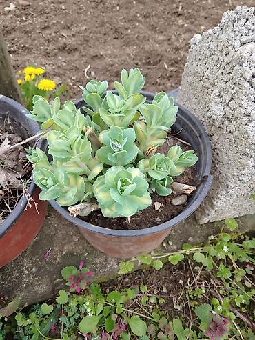 Ostale kućne biljke: Sukulenti u saksijama – više vrsta - Sedum (različite sorte) — 4