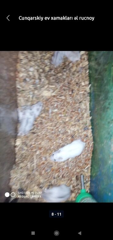 Gəmiricilər: Xamyaklar cunqariklar ən mehriban aqresiyası olmayan insana uyuşan — 10