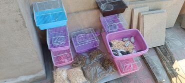 Gəmiricilər: 2cunqarik 1qəfəs üstündə vitaminli yem,quru yonca,apilka hədiyyə cəmi -da lalafo.az — 14 Gəmiricilər: 2cunqarik 1qəfəs üstündə vitaminli yem,quru yonca,apilka hədiyyə cəmi — 14