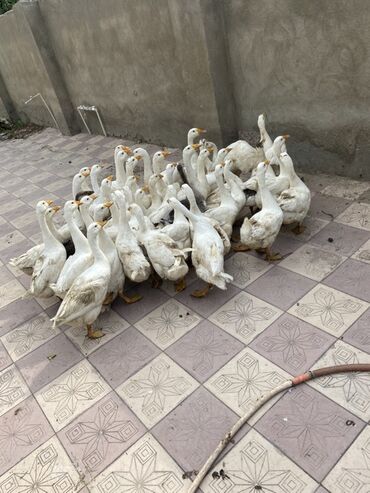 kend xoruzu: Erkək, Damazlıq