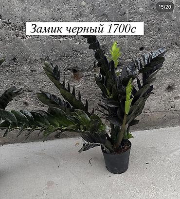 Көк чөптөр жана микро жашылчалар: Комнатные цветы оптом и в розницу — 10