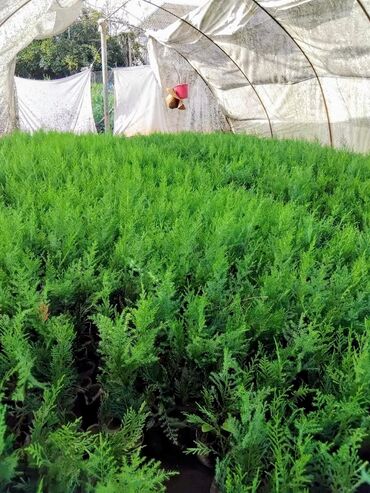 Şitillər: Leylandra tingi - Növ: Thuja/ardıc tipli dekorativ iynəyarpaq — 3