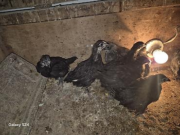 Cücələr: Toyuq cücələri, Damazlıq — 1