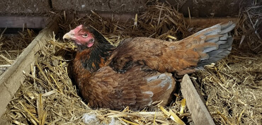 Xoruzlar: Xoruz, Heyratı, il: 1, Ünvandan götürmə — 1