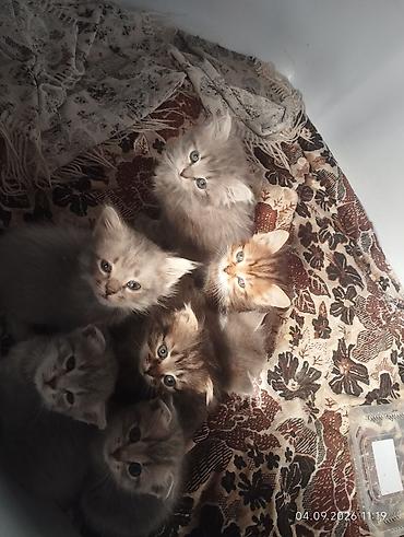 Котята, помёт из нескольких малышей.мама вислоухая шотландка Окрас в