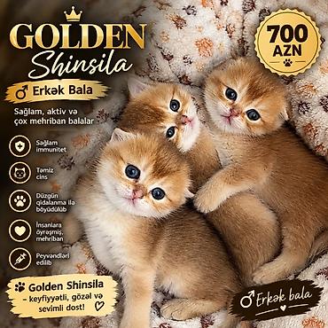 golden roz: Golden Shinsila – erkək bala - Sağlam, aktiv və çox mehriban balalar — 1