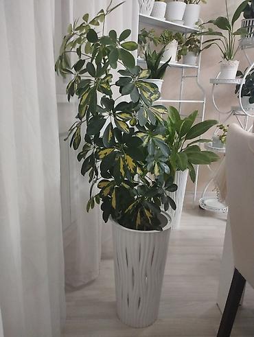 Шеффлера (Schefflera arboricola) пестролистная в высоком декоративном