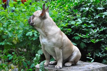 Вязка собак: Французский бульдог для вязки. Выставочный мальчик, привозной, даёт — 8