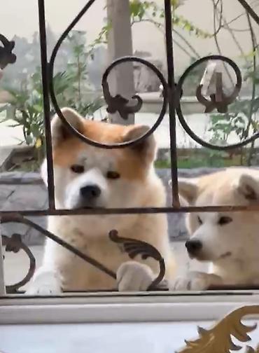 heyvanlar itler: Akita-inu, 3 ay, Erkək, Pulsuz çatdırılma — 4