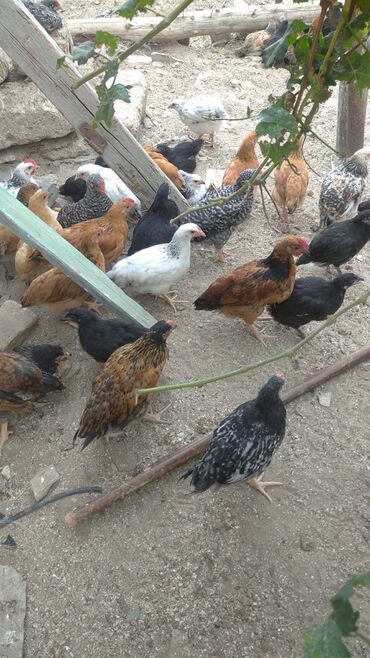 australorp toyuq satılır: Salam.Fereler satilir 75 gunluk 6-8manat arasi deyisir.45gunluk ise