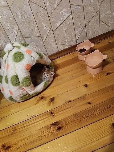 pişik otu: 🐱✨ Golden Şinşilla pişik balası satılır! 🤎 Çox şirin, qızılı rəngli — 2