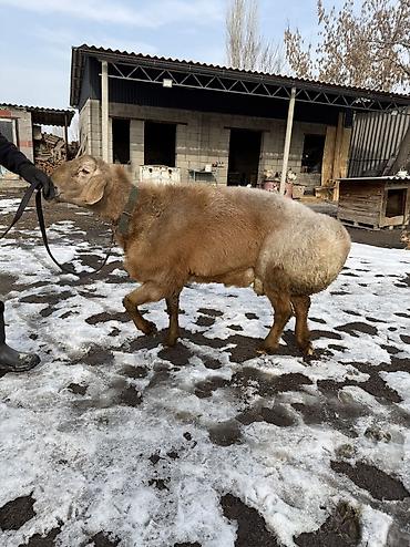 Баран, овца: Продаю | Баран (самец) | Арашан | Для разведения | Осеменитель — 5