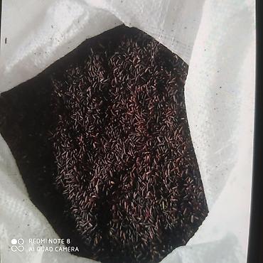 first class cay: Qara düyü (black rice) – təbii, aromatik və qida dəyəri yüksək növ - — 1