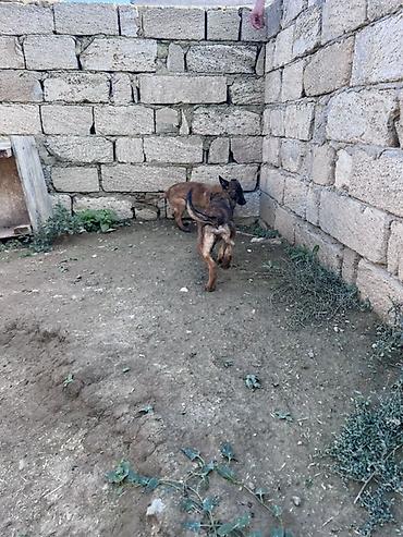 İtlər: Belçika çoban iti, 3 ay — 12