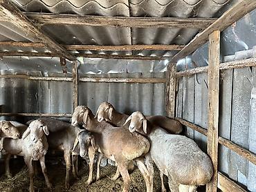 Баран, овца: Продаю | Баран (самец) | Арашан — 9