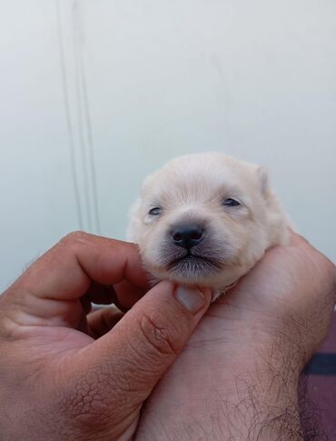 coban iti sekilleri: Шпиц, 1 месяц, Самец, Самовывоз