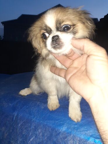 İtlər: Pekines, 2 ay, Dişi, Ödənişli çatdırılma — 8