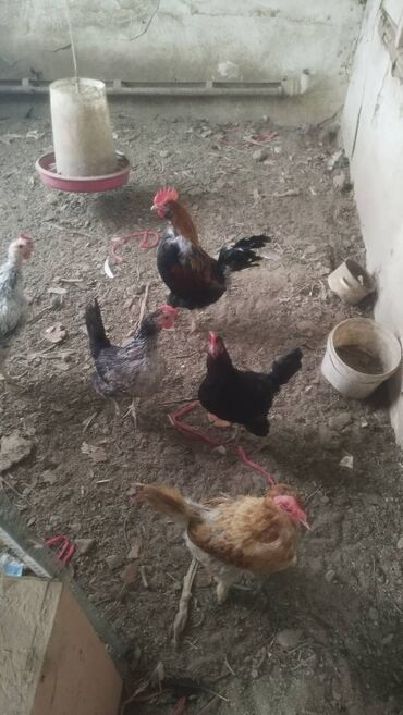 котята в баку бесплатно: 16 toyuq hamisi yumurtalayandi.1Xoruz Xaish real alicilar narahat