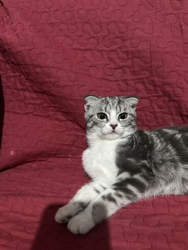 дом животных: Шотландский вислоухий котёнок (Scottish Fold) Продается