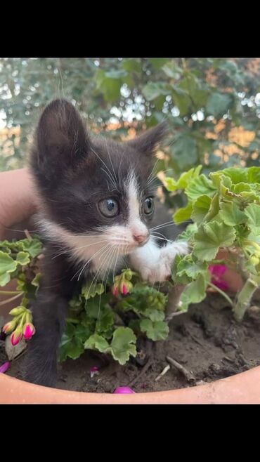 ovçarka balası: Erkək, Yaxşı əllərə, Ünvandan götürmə