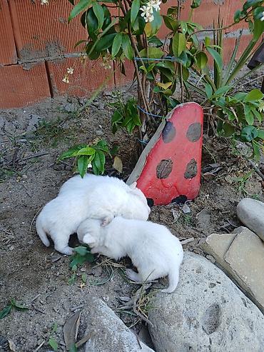 naxcivan it elanlari: 1 ay, Erkək, Ödənişli çatdırılma, Rayonlara çatdırılma, Ünvandan götürmə — 9