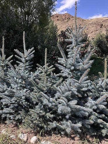 Үй жана бакча: Ель колючая голубая (Picea pungens Glauca) — саженцы для озеленения — 3