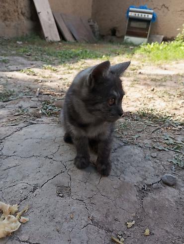 pitomnik temir: Котята — домашние любимцы - Возраст: примерно 3–5 месяцев - Окрас — 4