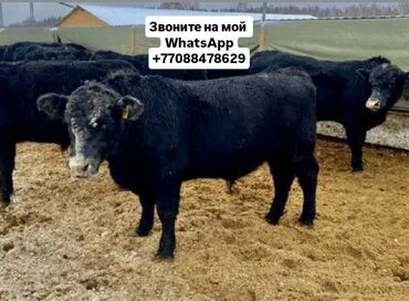 Коровы, быки: Продаю | Корова (самка), Бык (самец), Тёлка | Ангус, Герефорд, Голштин | На откорм, На забой, Для разведения | Племенные, Осеменитель, Стельные