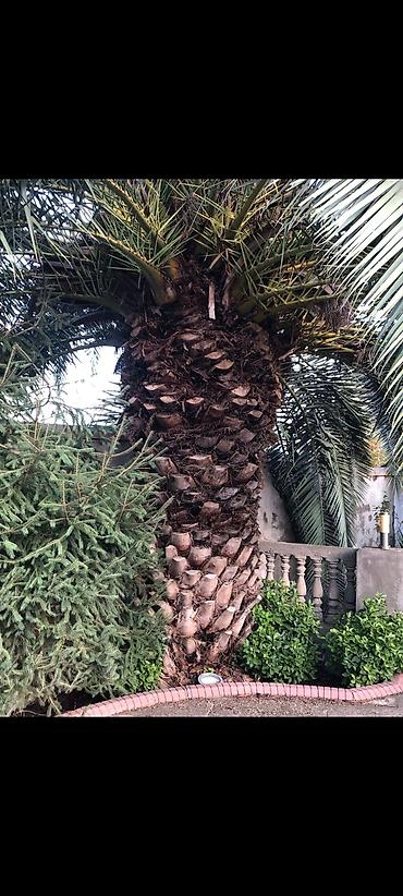 agaclar: Palma Vaşinqton ən ucuz qiymətlər. 300 ədəd 3 metrdən 12 metreye — 5