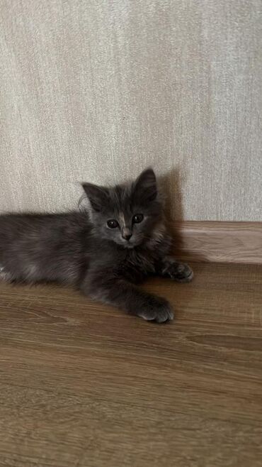 кошка серый: Кошка даром: Беспородная, 2 месяца, Девочка, Приучена к лотку
