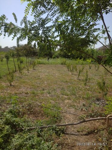 Torpaq sahələrinin satışı: 13 sot, Kənd təsərrüfatı, Barter mümkündür, Kupça (Çıxarış) — 4